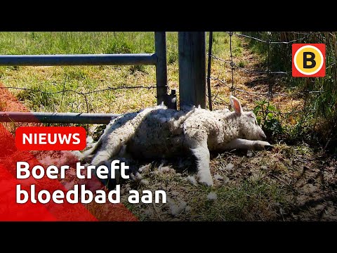 Schokkende beelden: Boer treft bloedbad aan in zijn weiland | Omroep Brabant