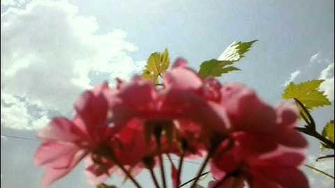 سورة الفاتحة والطارق - صوت من فلسطين