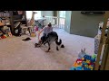 Patrón the Beauceron performing AKC Trick Dog Elite Performer Skit "Planting A Flower Garden"