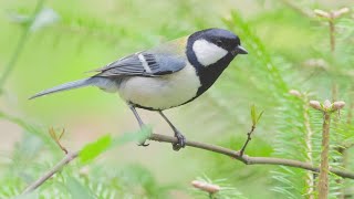 Birds may be able to communicate with gestures, new research suggests