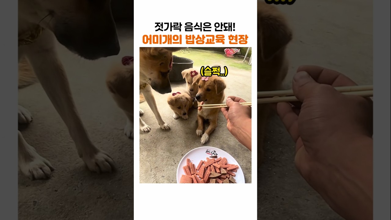 요즘 개들은 어미가 밥상 교육도 하는구나
