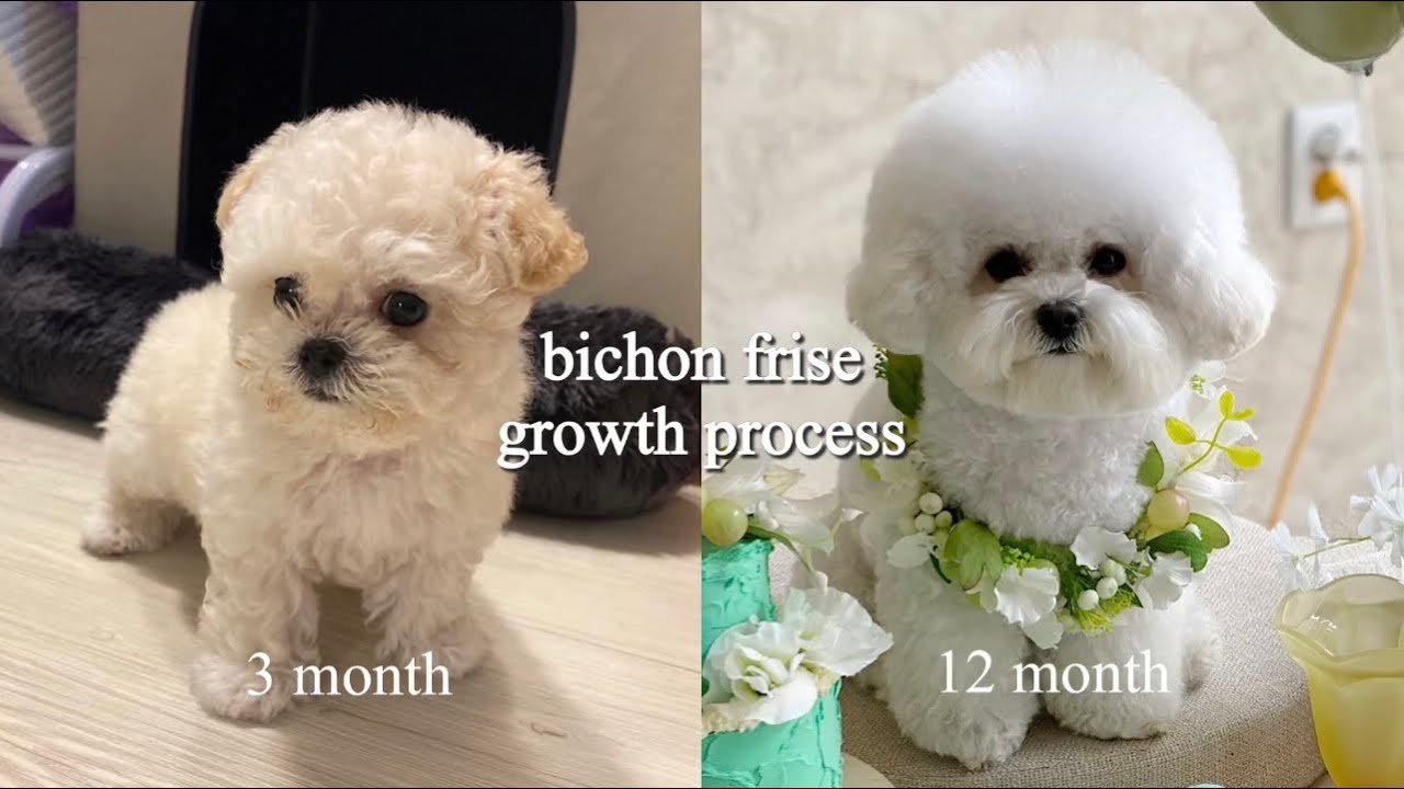 미니 비숑 프리제 성장과정 강아지 3개월부터 12개월까지 변천사 귀툭튀 미용 (Bichon Frise Growth Process) -  Youtube