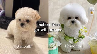 미니 비숑 프리제 성장과정 강아지 3개월부터 12개월까지 변천사 귀툭튀 미용 (Bichon frise growth process)