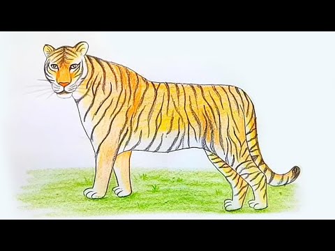 वीडियो: चरणों में बाघ कैसे आकर्षित करें
