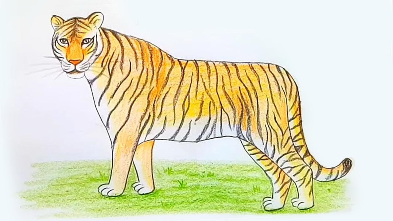 Bengal Tiger  Animal drawings, National animal, Bengal tiger