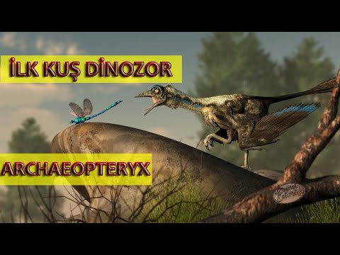 Video: Arxeopteriksdə içi boş sümüklər var idi?