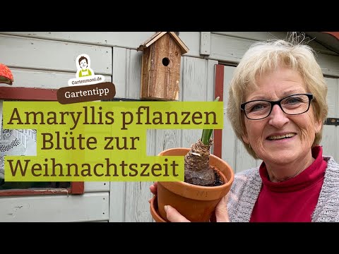 Video: Umtopfen von Amaryllis-Pflanzen: Erfahren Sie, wie und wann man eine Amaryllis umtopft