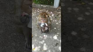 Monkey eat jelly: Look so cute #monkey #funnyvideo #shorts