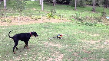 Align 600E Pro DFC First test flight aborted.