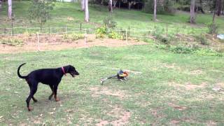 Align 600E Pro DFC First test flight aborted.