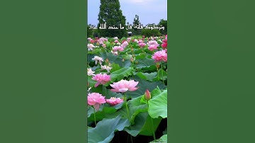 سورة الجمعة آيه 11 #رحمة_للعالمين #قرآن #مصر