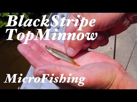 Video: Blackstripe topminnow nyob qhov twg?