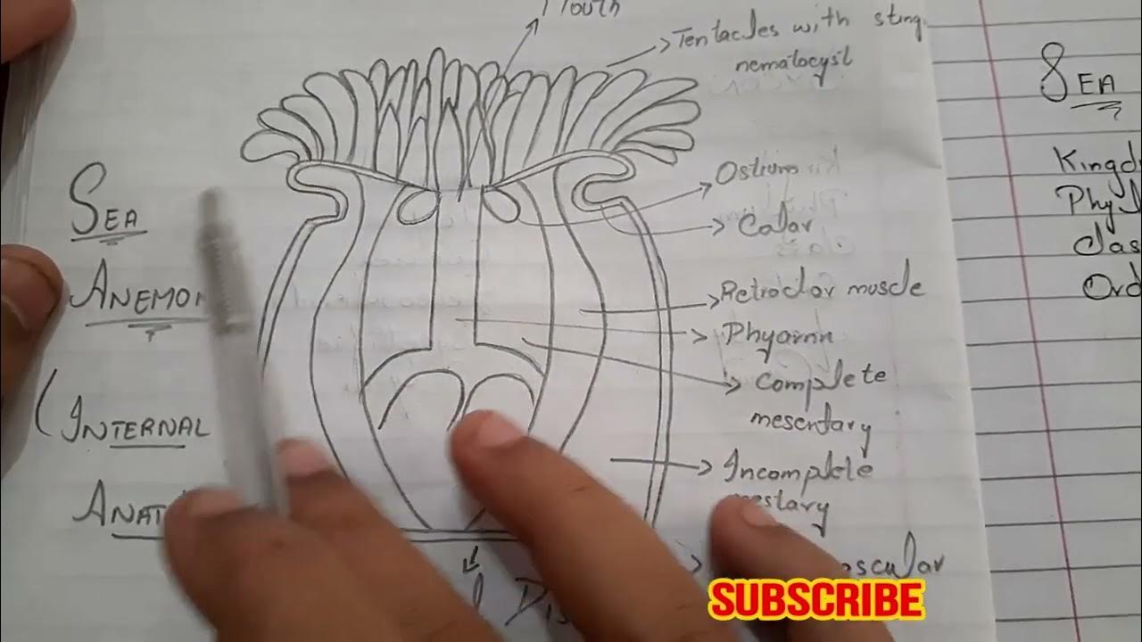 Sea Anemone | Structure & Labelled Diagram | - YouTube