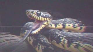 Cultist Den Of Snakes Visualizer