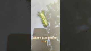 what a nice Insect 🐝🦋 #nature #love