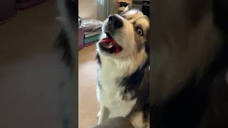 My husky tries GUMMY WORMS! Heres his reaction! #dog #husky #itsahuskything #myanimal #shorts