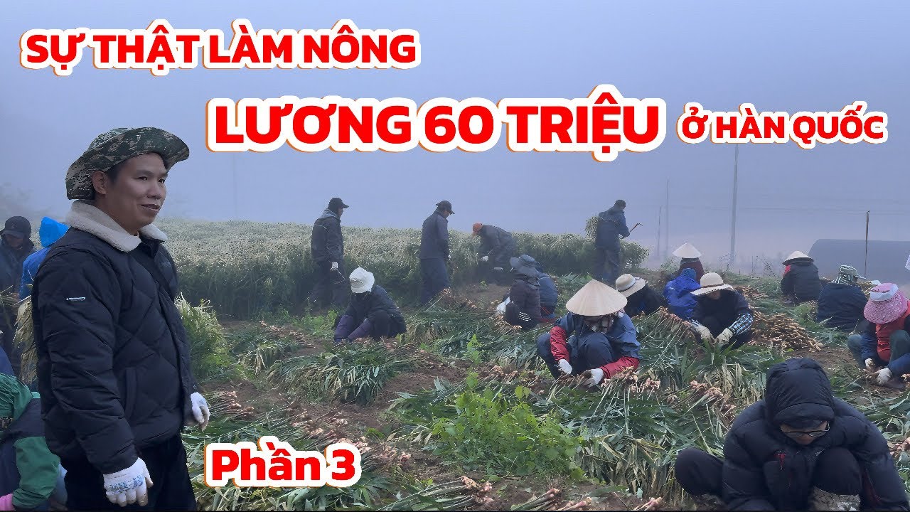Phần 3 | Một tháng làm nông ở Hàn Quốc kiếm 60 triệu sự thật không như bạn nghĩ | Thi Hàn Quốc 