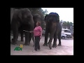 Elephant training at have trunk will travel