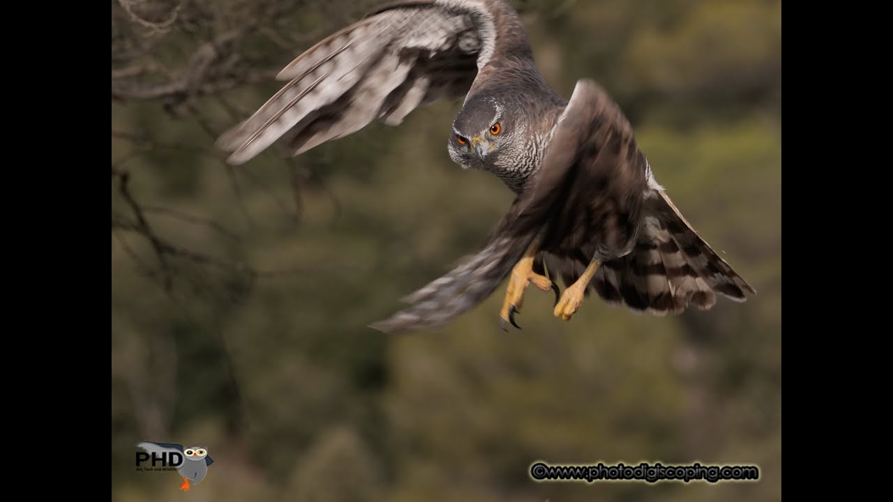 Olympus vs Panasonic Lens YouTube