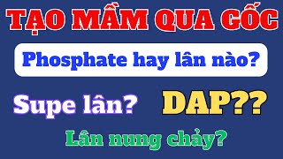 Lân tạo mầm qua gốc sử dụng loại nào hiệu quả? | Supe lân và lân nung chảy được không?