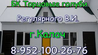 БК торцовые голуби Регулярного Василия Ильича Ноябрь 2017 БК торцовые голуби Регулярного Василия Ильича Ноябрь 2017