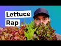 Everything you should know about how to grow and divide lettuce plants