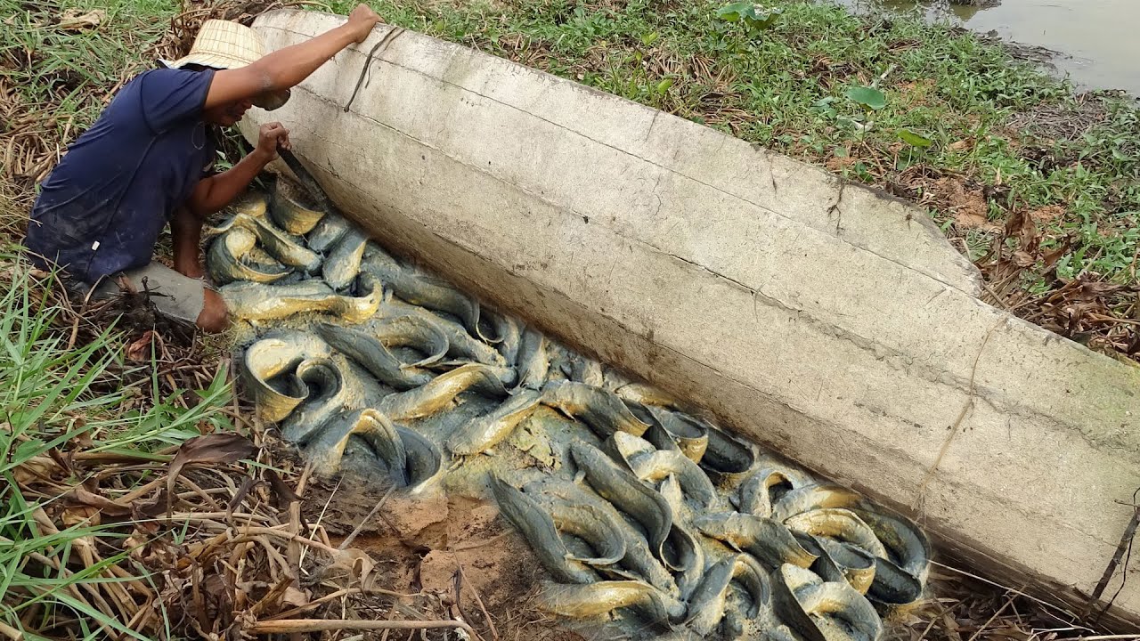 Unbelievable find a lot of catfish in Boat Secret Mud on Dry Season