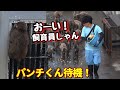 【パンチくん🐵】猛暑日でもドア前で見張り続けるパンチ!やっぱり飼育員さん抱っこで食べたいんだよな〜💧