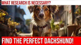 Finding a Reputable Dachshund Breeder: Tips & Advice