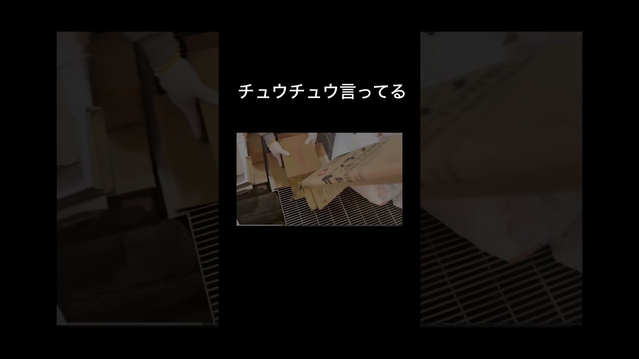 クソ笑うだろ#shorts