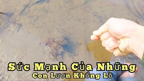 Câu lươn khủng_Sức mạnh của những con lươn khổng lồ_tập tổng hợp//Giant eel fishing