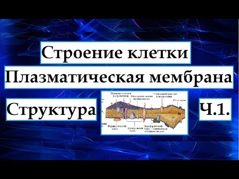 Цитология. Плазматическая мембрана. Ч.1. Структура мембран.
