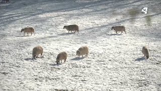 ¿Sabías qué las ovejas son importantes para el cambio climático?
