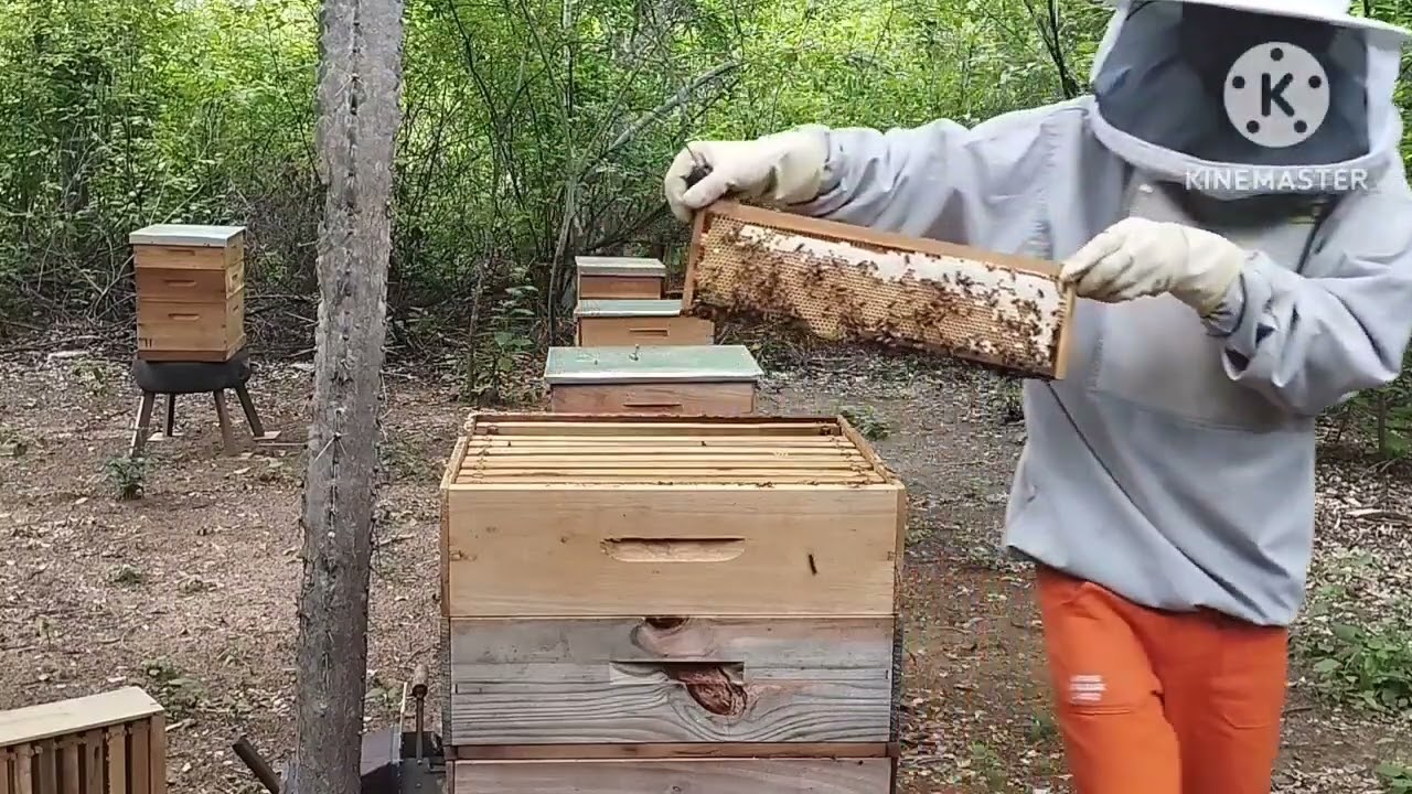 Quando colocar a terceira melgueira?