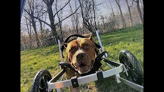 Clifford My 3 Legged Dog That Chased A Moose Today His Wheel Chair Arrived