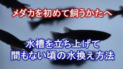 Nan Nan Back Undefined Skip Navigation Search Search Sign In Undefined めだか藁屋 めだか藁屋 Join Subscribe Medakawaraya Home Videos Playlists Community Channels About Search Info Shopping Tap To Unmute If Playback Doesn T Begin Shortly