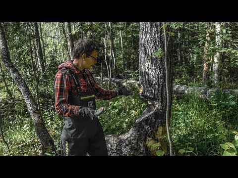 Видео: Отбиваем заброшенный хутор у бобров. Пришли змеи ...