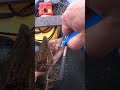 Открытие Сезона. Щука, Судак, Окунь #судак #щука #окунь #рыбалка