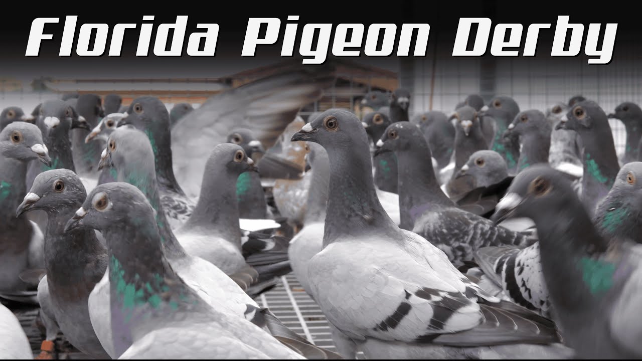 Florida Pigeon Derby June 24th, 2025 Update