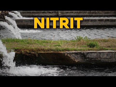 Video: Bagaimana cara mengurangi nitrit di kolam?