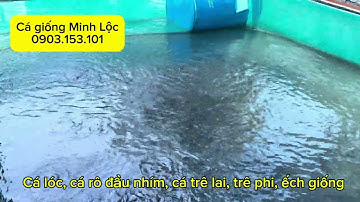 Ếch giống, cá lóc, cá trê lai, trê phi, rô đầu nhím giống về - 0903153101