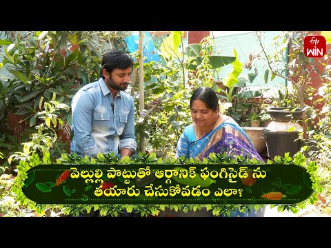 Vellulli Pottutho Organic Fungicide nu Thayaru Chesukovadam Ela? |Perati Ruchulu| 3rd May 2024 | ETV - ETVABHIRUCHI