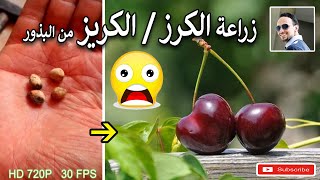 بهاي الطريقة زرعت بذور الكرز او الكريز بكل سهولة