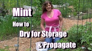 Mint 101: Growing, Drying for Storage, Propagating for a New Plant, and Uses