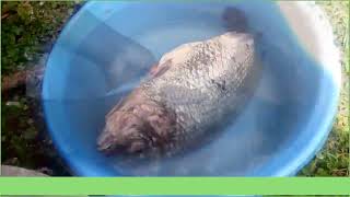 Processing fresh fish