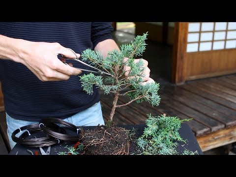 How to create a Bonsai tree (DIY)