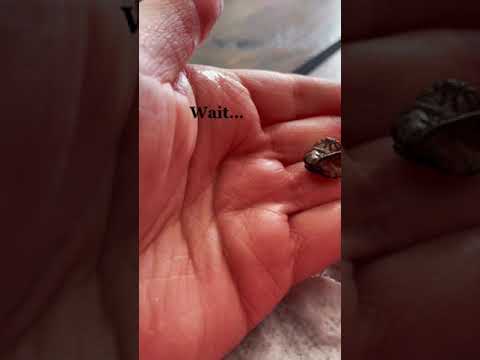 Person helps a baby chameleon out of its egg because it couldn't hatch on its own!