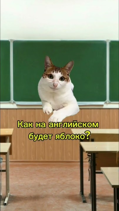 Пов: урок Английского. #кот#мем#юмор#анимации#cat#котик#надеюсьРЕК ...