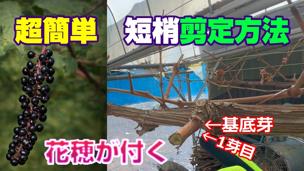 ここ切るだけ、初心者でも簡単剪定シャインマスカット短梢＃ぶどう＃栽培＃剪定＃シャインマスカット＃葡萄＃剪定方法＃家庭菜園