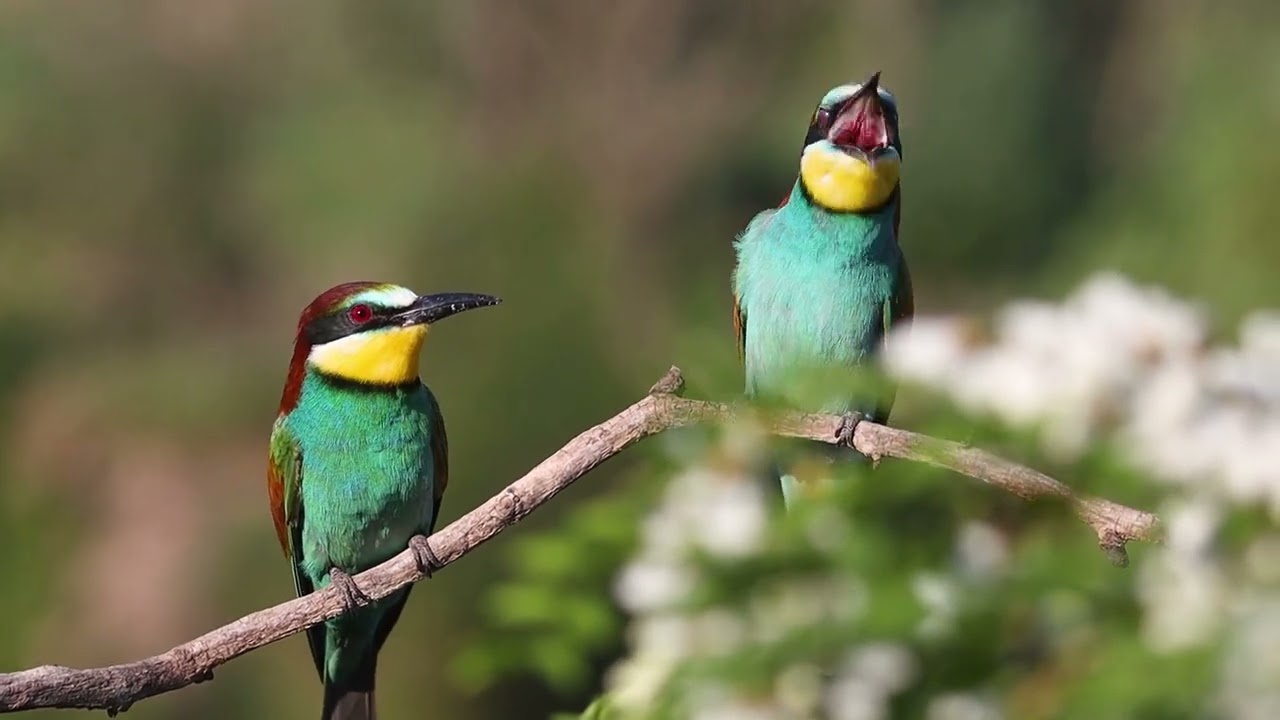 bee eater courtship in mating season